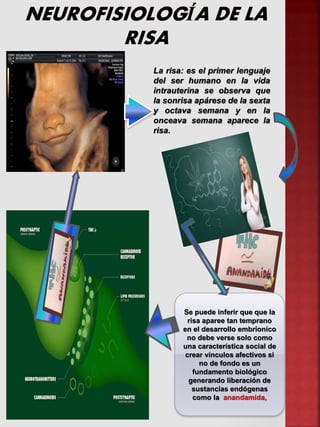 Se puede inferir que que la
risa aparee tan temprano
en el desarrollo embrionico
no debe verse solo como
una característica social de
crear vínculos afectivos si
no de fondo es un
fundamento biológico
generando liberación de
sustancias endógenas
como la anandamida,
La risa: es el primer lenguaje
del ser humano en la vida
intrauterina se observa que
la sonrisa apárese de la sexta
y octava semana y en la
onceava semana aparece la
risa.
 