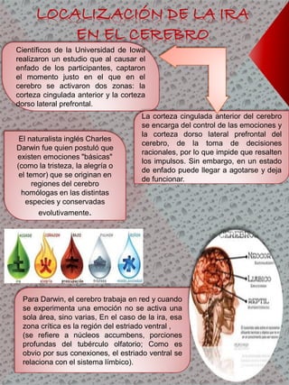 LOCALIZACIÓN DE LA IRA
EN EL CEREBRO
Científicos de la Universidad de Iowa
realizaron un estudio que al causar el
enfado de los participantes, captaron
el momento justo en el que en el
cerebro se activaron dos zonas: la
corteza cingulada anterior y la corteza
dorso lateral prefrontal.
La corteza cingulada anterior del cerebro
se encarga del control de las emociones y
la corteza dorso lateral prefrontal del
cerebro, de la toma de decisiones
racionales, por lo que impide que resalten
los impulsos. Sin embargo, en un estado
de enfado puede llegar a agotarse y deja
de funcionar.
El naturalista inglés Charles
Darwin fue quien postuló que
existen emociones "básicas"
(como la tristeza, la alegría o
el temor) que se originan en
regiones del cerebro
homólogas en las distintas
especies y conservadas
evolutivamente.
Para Darwin, el cerebro trabaja en red y cuando
se experimenta una emoción no se activa una
sola área, sino varias, En el caso de la ira, esa
zona crítica es la región del estriado ventral ,
(se refiere a núcleos accumbens, porciones
profundas del tubérculo olfatorio; Como es
obvio por sus conexiones, el estriado ventral se
relaciona con el sistema límbico).
 