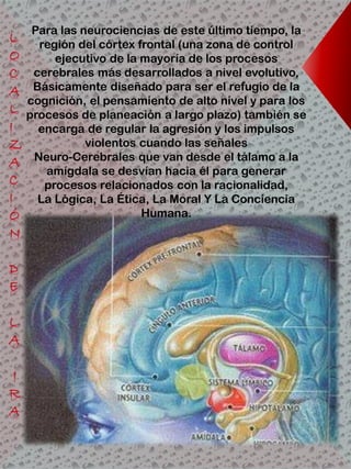 Para las neurociencias de este último tiempo, la
región del córtex frontal (una zona de control
ejecutivo de la mayoría de los procesos
cerebrales más desarrollados a nivel evolutivo,
Básicamente diseñado para ser el refugio de la
cognición, el pensamiento de alto nivel y para los
procesos de planeación a largo plazo) también se
encarga de regular la agresión y los impulsos
violentos cuando las señales
Neuro-Cerebrales que van desde el tálamo a la
amígdala se desvían hacia él para generar
procesos relacionados con la racionalidad,
La Lógica, La Ética, La Moral Y La Conciencia
Humana.
 