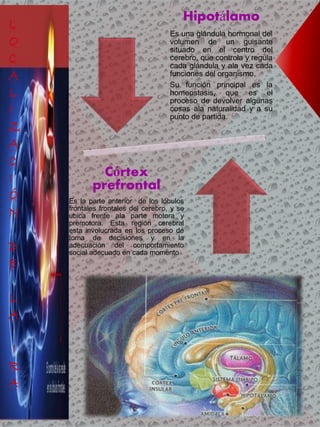 Hipotálamo
Es una glándula hormonal del
volumen de un guisante
situado en el centro del
cerebro, que controla y regula
cada glándula y ala vez cada
funciones del organismo.
Su función principal es la
homeostasis, que es el
proceso de devolver algunas
cosas ala naturalidad y a su
punto de partida.
Córtex
prefrontal
Es la parte anterior de los lóbulos
frontales frontales del cerebro, y se
ubica frente ala parte motora y
premotora. Esta región cerebral
esta involucrada en los proceso de
toma de decisiones y en la
adecuación del comportamiento
social adecuado en cada momento
 