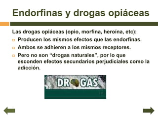 Endorfinas y drogas opiáceas
Las drogas opiáceas (opio, morfina, heroína, etc):
 Producen los mismos efectos que las endorfinas.

 Ambos se adhieren a los mismos receptores.

 Pero no son “drogas naturales”, por lo que

  esconden efectos secundarios perjudiciales como la
  adicción.
 