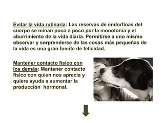 Evitar la vida rutinaria: Las reservas de endorfinas del
cuerpo se minan poco a poco por la monotonía y el
aburrimiento de la vida diaria. Permitirse a uno mismo
observar y sorprenderse de las cosas más pequeñas de
la vida es una gran fuente de felicidad.

Mantener contacto físico con
los demás: Mantener contacto
físico con quien nos aprecia y
quiere ayuda a aumentar la
producción hormonal.
 