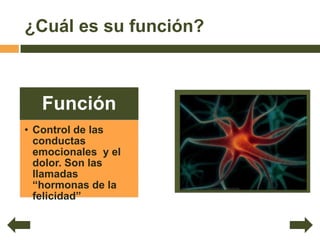 ¿Cuál es su función?



   Función
• Control de las
  conductas
  emocionales y el
  dolor. Son las
  llamadas
  “hormonas de la
  felicidad”
 