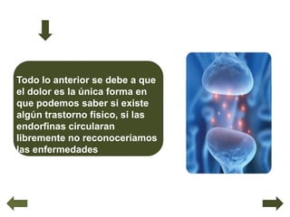 Todo lo anterior se debe a que
el dolor es la única forma en
que podemos saber si existe
algún trastorno físico, si las
endorfinas circularan
libremente no reconoceríamos
las enfermedades
 