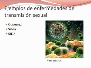 Ejemplos de enfermedades de transmisión sexualGonorreaSífilisSIDAVirus del SIDA