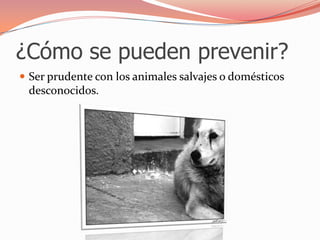¿Cómo se pueden prevenir?Ser prudente con los animales salvajes o domésticos desconocidos.
