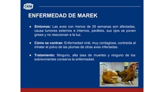 Las enfermedades más comunes en los pollos de engorde | PDF