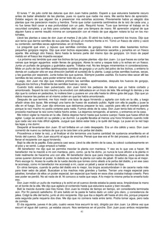 El lunes 1° de julio corté las daturas que don Juan había pedido. Esperé a que estuviera bastante oscuro
antes de bailar alrededor de las plantas, pues no quería que nadie me viera. Me sentía lleno de aprensión.
Estaba seguro de que alguien iba a presenciar mis extrañas acciones. Previamente había yo elegido dos
plantas que me parecieron macho y hembra. Tenía que cortar cuarenta centímetros de la raíz de cada una, y
no fue tarea fácil cavar a esa profundidad con un palo. Requirió horas. Tuve que terminar el trabajo en la
oscuridad completa, y ya listo para cortarlas debí usar una lámpara de mano. Mi aprensión original de que
alguien fuera a verme resultó mínima en comparación con el miedo de que alguien notara la luz en los ma-
torrales,
Llevé las plantas a casa de don Juan el martes 2 de julio. El abrió los bultos y examinó los trozos. Dijo que
aún tenía que darme semillas de sus plantas. Empujó un mortero frente a mí. Tomó un frasco de vidrio y vació
su contenido -semillas secas aglomeradas- en el mortero.
Le pregunté qué eran, y repuso que semillas comidas de gorgojo. Había entre ellas bastantes bichos:
pequeños gorgojos negros. Dijo que eran bichos especiales, que debíamos sacarlos y ponerlos en un frasco
aparte. Me entregó otro frasco, lleno hasta la tercera parte del mismo tipo de gorgojos. Un trozo de papel
metido en el frasco les impedía escapar.
-La próxima vez tendrás que usar los bichos de tus propias plantas -dijo don Juan-. Lo que haces es cortar las
vainas que tengan agujeritos: están llenas de gorgojos. Abres la vaina y raspas todo y lo echas en un frasco.
Junta un puñado de gorgojos y guárdalos aparte. Trátalos mal. No les tengas miramientos ni consideraciones.
Mide un puño de las semillas apelmazadas comidas de gorgojo y un puño del polvo de los bichos, y entierra lo
demás en cualquier sitio en esa dirección [señaló el sureste] de tu planta. Luego juntas semillas buenas, secas,
y las guardas por separado. Junta todas las que quieras. Siempre puedes usarlas. Es buena idea sacar allí las
semillas de las vainas, para poder enterrar todo de una vez.
Luego, don Juan me dijo que moliera primero las semillas apelmazadas, después los huevos de gorgojo,
después los bichos y finalmente las semillas buenas y secas.
Cuando todo estuvo bien pulverizado, don Juan tomó los pedazos de datura que yo había cortado y
amontonado. Separó la raíz macho y la envolvió con delicadeza en un trozo de tela. Me entregó lo demás y me
dijo que lo cortara en pedacitos, lo moliera bien y pusiera en una olla hasta la última gota del jugo. Dijo que yo
debía macerar las partes en el mismo orden en que las había amontonado.
Después de que terminé, me hizo medir una taza de agua hirviendo y agitarla con todo en la olla, y luego
añadir otras dos tazas. Me entregó una barra de hueso de acabado pulido. Agité con ella la papilla y puse la
olla en el fuego. Don Juan dijo entonces que debíamos preparar la raíz, usando para ello el mortero grande
porque la raíz macho no podía cortarse para nada. Fuimos atrás de la casa. Don Juan tenía listo el mortero, y
procedía machacar la raíz como había hecho antes. La dejamos remojando, al sereno, y entramos en la casa.
Me indicó vigilar la mezcla en la olla. Debía dejarse hervir hasta que tuviera cuerpo: hasta que fuese difícil de
agitar. Luego se acostó en su petate y se durmió. La papilla llevaba al menos una hora hirviendo cuando noté
que cada vez era más difícil agitarla. Juzgué que debía estar lista y la quité del fuego. La puse en la red bajo
las tejas y me dormí.
Desperté al levantarse don Juan. El sol brillaba en un cielo despejado. Era un día cálido y seco. Don Juan
comentó de nuevo su certeza de que yo le caía bien a la yerba del diablo.
Procedimos a tratar la raíz, y al finalizar el día teníamos una buena cantidad de sustancia amarillenta en el
fondo del cuenco. Don Juan escurrió el agua de encima. Pensé que ése era el fin del proceso, pero él volvió a
llenar el recipiente con agua hirviendo.
Bajó la olla de la papilla. Esta parecía casi seca. Llevó la olla dentro de la casa, la colocó cuidadosamente en
el piso y se sentó. Luego empezó a hablar.
-Mi benefactor me dijo que se permitía mezclar la planta con manteca. Y eso es lo que vas a hacer. Mi
benefactor me la mezcló a mi con manteca, pero, como. ya te he dicho, yo nunca le tuve afición a la planta ni
traté realmente de hacerme uno con ella. Mi benefactor decía que para mejores resultados, para quienes de
veras quieren dominar el poder, lo debido es revolver la planta con sebo de jabalí. El sebo de tripa es el mejor.
Pero escoge tú. Acaso la vuelta de la rueda decida que tomes como aliado a la yerba del diablo, y en ese caso
te aconsejo, como mi benefactor me aconsejó a mí, cazar un jabalí y sacar el sebo de tripa.
En otros tiempos, cuando la yerba del diablo era lo mejor, los brujos acostumbraban ir de cacería nada más
para traer sebo de jabalí. Buscaban a los machos más grandes y fuertes. Tenían una magia especial para
jabalíes; tomaban de ellos un poder especial, tan especial que hasta en esos días costaba trabajo creerlo. Pero
ese poder se perdió. No sé nada de él. Ni conozco a nadie que sepa. A lo mejor la misma yerba te enseña todo
eso.
Don Juan midió un puño de manteca y lo echó en el cuenco donde estaba la pasta seca, limpiándose la mano
en el borde de la olla. Me dijo que agitara el contenido hasta que estuviera suave y bien revuelto.
Batí la mezcla durante casi tres horas. Don Juan la miraba de tiempo en tiempo, sin considerarla terminada
aún. Por fin pareció satisfecho. El aire batido en la pasta le había dado un color gris claro, y consistencia de
jalea. Colgó la olla del techo, junto al otro recipiente. Dijo que iba a dejarlo allí hasta el otro día, porque preparar
esta segunda parte requería dos días. Me dijo que no comiera nada entre tanto. Podía tomar agua, pero rada
de comida.
El día siguiente, jueves 4 de julio, cuatro veces hice escurrir la raíz, dirigido por don Juan. La última vez que
escurrí el agua del cuenco, ya estaba oscuro. Nos sentamos en el porche. Don Juan puso ambos recipientes
41
 
