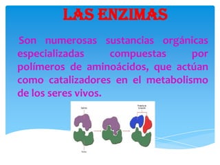 LAS ENZIMAS
Son numerosas sustancias orgánicas
especializadas compuestas por
polímeros de aminoácidos, que actúan
como catalizadores en el metabolismo
de los seres vivos.
 