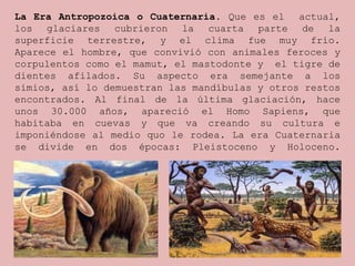 La Era Antropozoica o Cuaternaria. Que es el actual, 
los glaciares cubrieron la cuarta parte de la 
superficie terrestre, y el clima fue muy frío. 
Aparece el hombre, que convivió con animales feroces y 
corpulentos como el mamut, el mastodonte y el tigre de 
dientes afilados. Su aspecto era semejante a los 
simios, así lo demuestran las mandíbulas y otros restos 
encontrados. Al final de la última glaciación, hace 
unos 30.000 años, apareció el Homo Sapiens, que 
habitaba en cuevas y que va creando su cultura e 
imponiéndose al medio quo le rodea. La era Cuaternaria 
se divide en dos épocas: Pleistoceno y Holoceno. 
