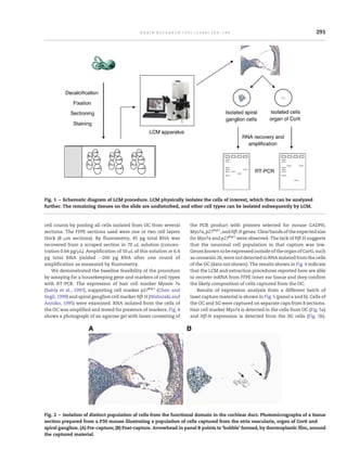 Laser capture microdissection technical report | PDF