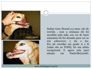 Italian Grey Hound 3.5 anos, cão de
                   corrida , com 3 semanas ele foi
                   mordido pela mãe...
