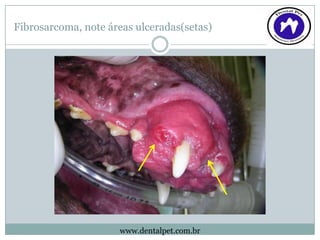 Fibrosarcoma, note áreas ulceradas(setas)




                     www.dentalpet.com.br
 