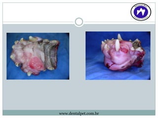 www.dentalpet.com.br
 