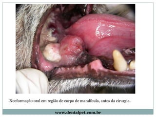 Noeformação oral em região de corpo de mandíbula, antes da cirurgia.


                         www.dentalpet.com.br
 