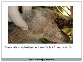 Neoformação em região de pescoço e aumento de linfonodo mandibular.




                        www.dentalpet.com.br
 