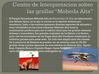  El Parque Periurbano Moheda Alta en Navalvillar de Pela es básicamente
una dehesa típica, en la que la encina es la especie arbórea por
excelencia. Junto a las encinas aparecen diversas especies de arbustos y
otras variedades en las zonas húmedas. Moheda Alta tiene la
combinación perfecta para ser el hábitat ideal para las grullas: extensas
dehesas y humedales. Los grandes embalses de La Sibera y La Serena,
junto con los humedales de las Vegas Altas del Guadiana constituyen un
auténtico paraíso para estas aves. En toda esta amplia zona del noreste
de la provincia de Badajoz se pueden ver en invierno más de 30.000
grullas. Otras muchas especies de aves habitan en Moheda Alta: Águila
Real, Cigüeña Blanca, Cigüeña Negra, Garza Real,Elanio Azul.. En total
cerca de 200 especies de aves catalogadas en la zona del parque.
 