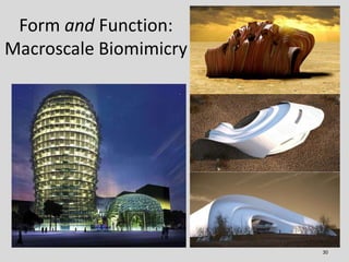 Form and Function:
Macroscale Biomimicry
30
 