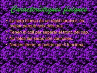 Característiques físiques 
• La serp blanca és un rèptil carnívor, és 
ovípar perquè neix dels ous. 
• Tenen el coll per separar el tronc del cap. 
• No totes les serps són verinoses. 
• Només tenen un pulmó que li funciona. 
 