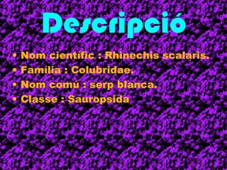 Descripció 
• Nom científic : Rhinechis scalaris. 
• Família : Colubridae. 
• Nom comú : serp blanca. 
• Classe : Sauropsida 
 