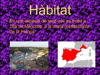 Hàbitat 
• És una espècie de serp que es troba a 
l'illa de Menorca, a la costa mediterrània 
de la França. 
 