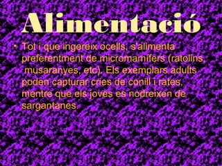 Alimentació 
• Tot i que ingereix ocells, s'alimenta 
preferentment de micromamífers (ratolins, 
musaranyes, etc). Els exemplars adults 
poden capturar cries de conill i rates, 
mentre que els joves es nodreixen de 
sargantanes. 
 