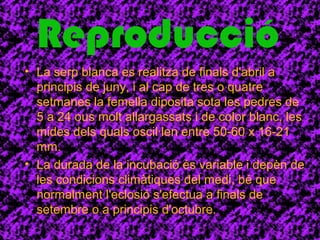 Reproducció 
• La serp blanca es realitza de finals d'abril a 
principis de juny, i al cap de tres o quatre 
setmanes la femella diposita sota les pedres de 
5 a 24 ous molt allargassats i de color blanc, les 
mides dels quals oscil·len entre 50-60 x 16-21 
mm. 
• La durada de la incubació és variable i depèn de 
les condicions climàtiques del medi, bé que 
normalment l'eclosió s'efectua a finals de 
setembre o a principis d'octubre. 
 