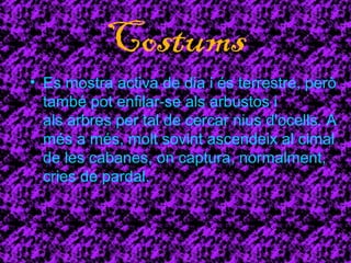 Costums 
• Es mostra activa de dia i és terrestre, però 
també pot enfilar-se als arbustos i 
als arbres per tal de cercar nius d'ocells. A 
més a més, molt sovint ascendeix al cimal 
de les cabanes, on captura, normalment, 
cries de pardal. 
 