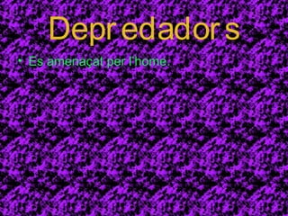 Depr edador s 
• Es amenaçat per l’home. 
 