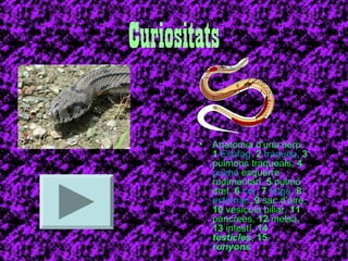 Curiositats 
• Anatomia d'una serp. 
1 Esòfag, 2 tràquea, 3 
pulmons traqueals, 4 
pulmó esquerre 
rudimentari, 5 pulmó 
dret, 6 cor, 7 fetge, 8 
estómac, 9 sac d'aire, 
10 vesícula biliar, 11 
pàncrees, 12 melsa, 
13 intestí, 14 
testicles, 15 
ronyons 
 