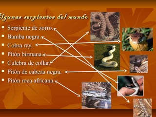 Algunas serpientes del mundoAlgunas serpientes del mundo
 Serpiente de zorro.Serpiente de zorro.
 Bamba negra.Bamba negra.
 Cobra rey.Cobra rey.
 Pitón birmana.Pitón birmana.
 Culebra de collar.Culebra de collar.
 Pitón de cabeza negra.Pitón de cabeza negra.
 Pitón roca africana.Pitón roca africana.
 