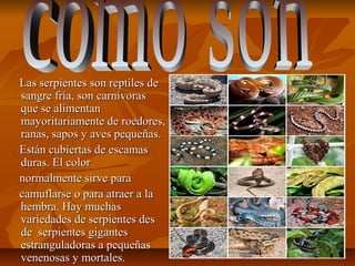 Las serpientes son reptiles deLas serpientes son reptiles de
sangre fría, son carnívorassangre fría, son carnívoras
que se alimentanque se alimentan
mayoritariamente de roedores,mayoritariamente de roedores,
ranas, sapos y aves pequeñas.ranas, sapos y aves pequeñas.
Están cubiertas de escamasEstán cubiertas de escamas
duras. El colorduras. El color
normalmente sirve paranormalmente sirve para
camuflarse o para atraer a lacamuflarse o para atraer a la
hembra. Hay muchashembra. Hay muchas
variedades de serpientes desvariedades de serpientes des
de serpientes gigantesde serpientes gigantes
estranguladoras a pequeñasestranguladoras a pequeñas
venenosas y mortales.venenosas y mortales.
 