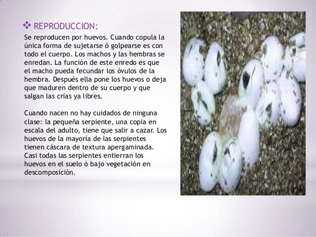 La serpiente cascabel