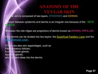 Page 57 
ANATOMY OF THE 
VUVLAR SKIN 
 Vulvar skin is composed of two layers, EPIDERMIS and DERMIS. 
 Margin between epidermis and dermis is an irregular one because of the RETE 
RIDGES. 
Between the rete ridges are projections of dermis known as DERMAL PAPILLAE. 
The dermis can be divided into two layers: the Superficial Papillary Layer and the 
Deep Reticular Layer. 
There are also skin appendages, such as 
Pilosebaceous follicles; 
Eccrine Sweat glands; 
Apocrine glands; 
which project deep into the dermis. 
 