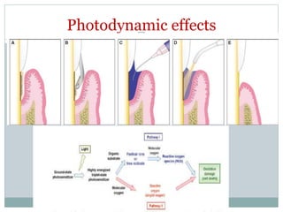 Photodynamic effects
 