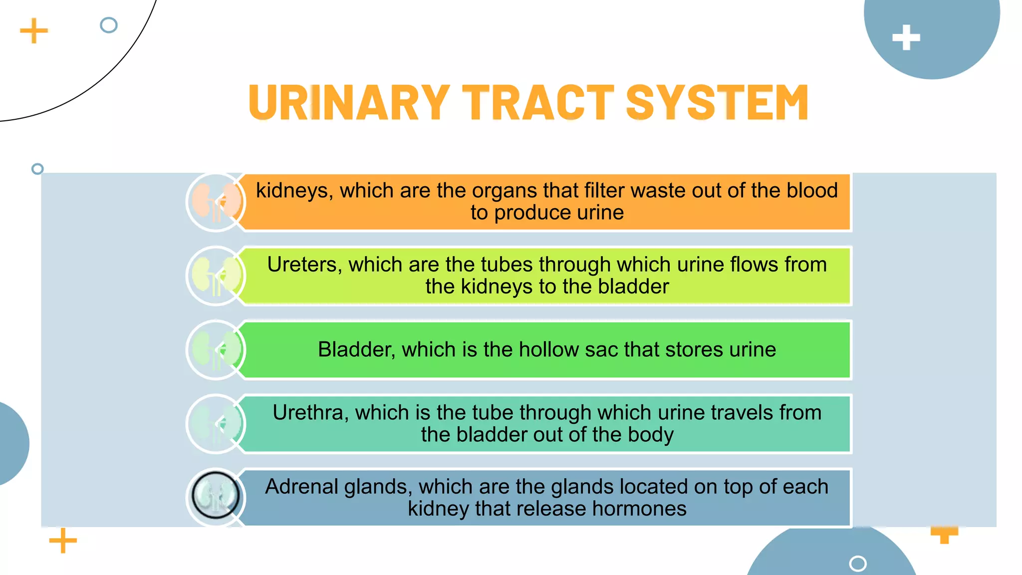 kidneys, which are the organs that filter waste out of the blood
to produce urine
Ureters, which are the tubes through which urine flows from
the kidneys to the bladder
Bladder, which is the hollow sac that stores urine
Urethra, which is the tube through which urine travels from
the bladder out of the body
Adrenal glands, which are the glands located on top of each
kidney that release hormones
URINARY TRACT SYSTEM
 