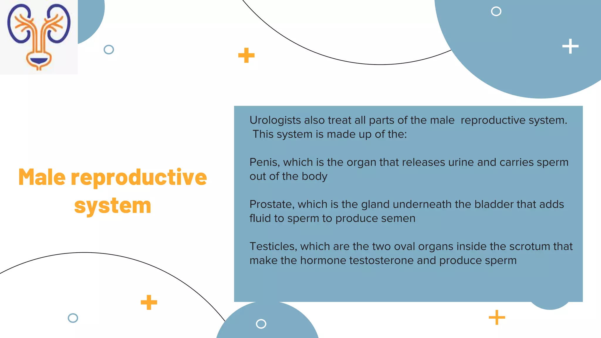 Male reproductive
system
Urologists also treat all parts of the male reproductive system.
This system is made up of the:
Penis, which is the organ that releases urine and carries sperm
out of the body
Prostate, which is the gland underneath the bladder that adds
fluid to sperm to produce semen
Testicles, which are the two oval organs inside the scrotum that
make the hormone testosterone and produce sperm
 