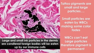 Tattoo pigments are
small and large
particles….
Small particles are
eaten by WBCs
making some color
fades
WBCs can’t eat
Large particles
therefore pigment is
permanent
Large and small ink particles in the dermis
are consifered foreign bodies will be eaten
up by our immune cells
 