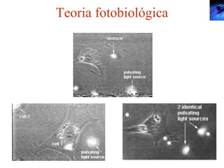 Teoria fotobiológica 