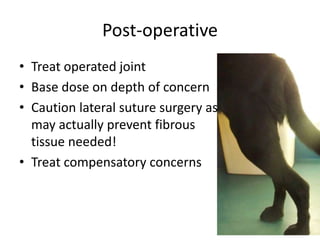 Post-operative
• Treat operated joint
• Base dose on depth of concern
• Caution lateral suture surgery as
  may actually prevent fibrous
  tissue needed!
• Treat compensatory concerns
 