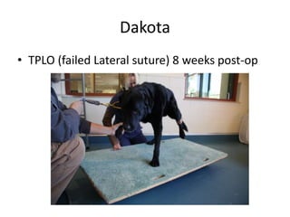Dakota
• TPLO (failed Lateral suture) 8 weeks post-op
 