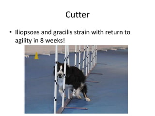 Cutter
• Iliopsoas and gracilis strain with return to
  agility in 8 weeks!
 