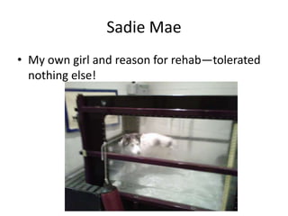 Sadie Mae
• My own girl and reason for rehab—tolerated
  nothing else!
 