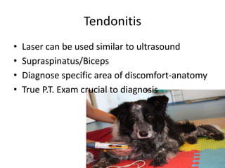 Tendonitis
•   Laser can be used similar to ultrasound
•   Supraspinatus/Biceps
•   Diagnose specific area of discomfort-anatomy
•   True P.T. Exam crucial to diagnosis
 
