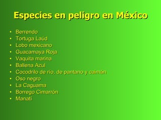 Especies en peligro en México
•   Berrendo
•   Tortuga Laúd
•   Lobo mexicano
•   Guacamaya Roja
•   Vaquita marina
•   Ballena Azul
•   Cocodrilo de río, de pantano y caimán
•   Oso negro
•   La Caguama
•   Borrego Cimarrón
•   Manatí
 