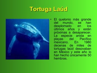 Tortuga Laúd
      • El quelonio más grande
        del mundo, se han
        desplomado       en    los
        últimos años y están
        próximas a desaparecer.
        La especie anida en
        playas     del    Pacífico
        mexicano.      En   1980
        decenas de miles de
        tortugas laúd desovaban
        en México y este año lo
        han hecho únicamente 50
        hembras.
 
