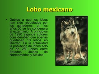 Lobo mexicano
• Debido a que los lobos
  han sido repudiados por
  los ganaderos, en los
  años 50 se les condenara
  al exterminio. A principios
  de 1990 algunos autores
  consideraban que apenas
  quedaban 10 lobos en
  libertad. En la actualidad
  la población de lobos sólo
  es de 260 lobos entre
  Estados      Unidos      de
  Norteamérica y México.
 