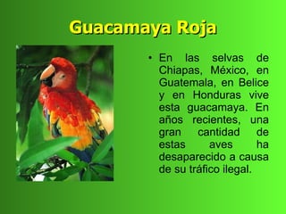 Guacamaya Roja
       • En las selvas de
         Chiapas, México, en
         Guatemala, en Belice
         y en Honduras vive
         esta guacamaya. En
         años recientes, una
         gran cantidad de
         estas      aves       ha
         desaparecido a causa
         de su tráfico ilegal.
 