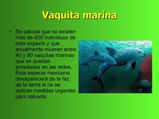 Vaquita marina
• Se calcula que no existen
  más de 600 individuos de
  esta especie y que
  anualmente mueren entre
  40 y 80 vaquitas marinas
  que se quedan
  enredadas en las redes.
  Esta especie mexicana
  desaparecerá de la faz
  de la tierra si no se
  aplican medidas urgentes
  para salvarla.
 