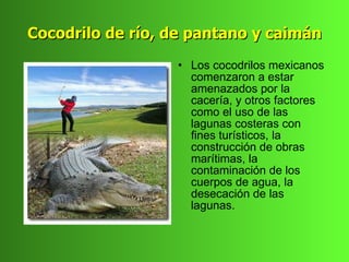 Cocodrilo de río, de pantano y caimán
                  • Los cocodrilos mexicanos
                    comenzaron a estar
                    amenazados por la
                    cacería, y otros factores
                    como el uso de las
                    lagunas costeras con
                    fines turísticos, la
                    construcción de obras
                    marítimas, la
                    contaminación de los
                    cuerpos de agua, la
                    desecación de las
                    lagunas.
 